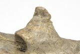 Fossil Mosasaur (Platecarpus) Lower Jaw Section - Kansas #207907-6